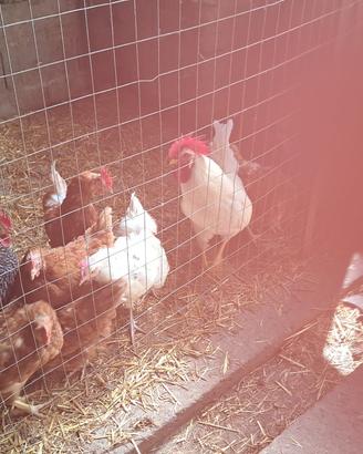 Galline e gallo