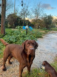 Labrador stallone pedigree