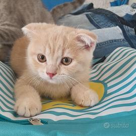Cuccioli Scottish fold e Scottish straight