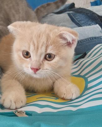 Cuccioli Scottish fold e Scottish straight