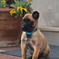 Pastore belga Malinois
