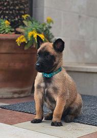 Pastore belga Malinois