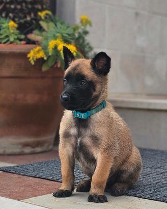 Pastore belga Malinois