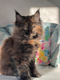 Cucciole di maine coon Tortie