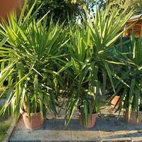 Yucca o Pianta della Felicità 