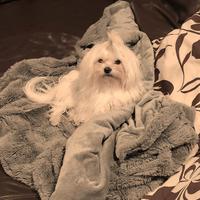 Maltese maschio per accoppiamento