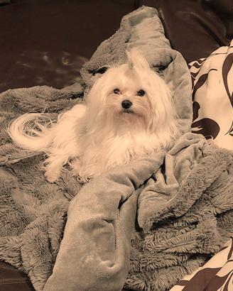 Maltese maschio per accoppiamento