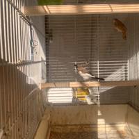 Passeri del Giappone