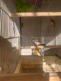 Passeri del Giappone