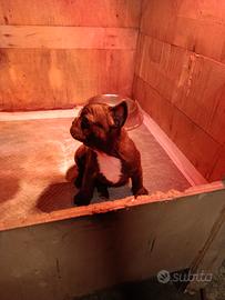 Bulldog francese