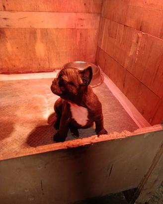Bulldog francese