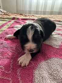 Cuccioli Pastore Australiano