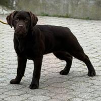 Cuccioli labrador chocolate
