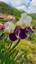 Rizomi Iris Germanica 