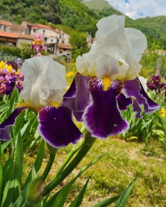 Rizomi Iris Germanica 