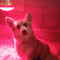 Welsh corgi Pembroke