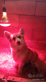 Welsh corgi Pembroke