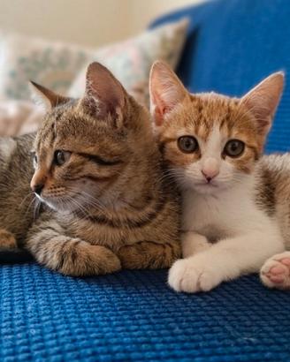 Gattini cuccioli