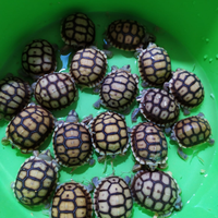 Baby tartaruga sulcata