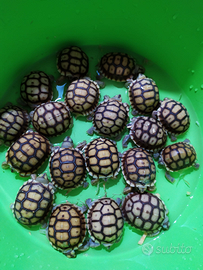 Baby tartaruga sulcata