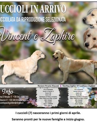 Cuccioli Golden Retriever