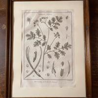 Erbario estratto da Hostoire Naturelle