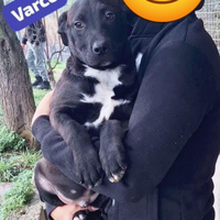 Cuccioli futura taglia media