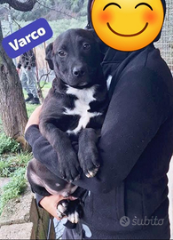 Cuccioli futura taglia media