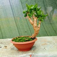 bonsai di crassula ovata 