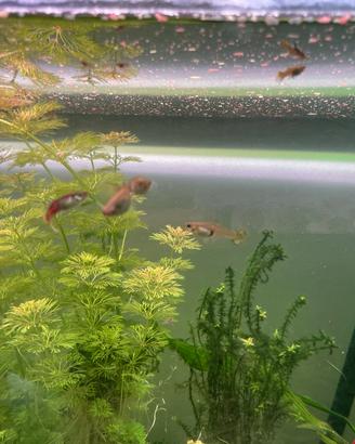 Guppy