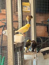 Canarino giallo