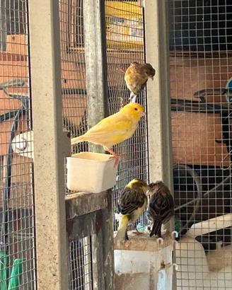 Canarino giallo