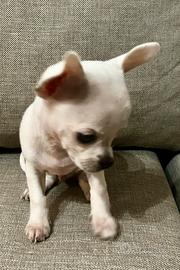 Cucciolo chihuahua mini