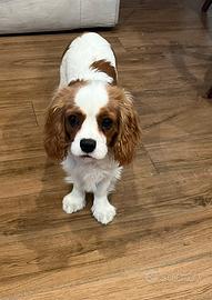 CUCCIOLO CAVALIER KING