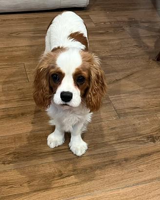 CUCCIOLO CAVALIER KING