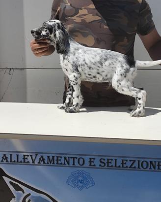 Cucciolo di Setter Inglese con Pedigree ENCI