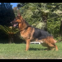 Cuccioli di pastore tedesco
