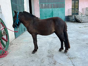 Mini pony incrocio olandese