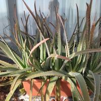 Piante di Aloe Vera