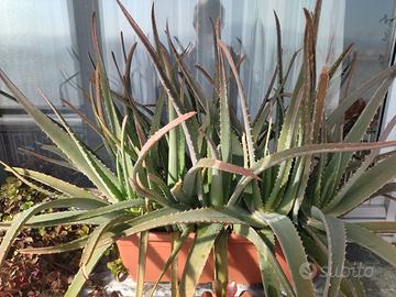 Piante di Aloe Vera