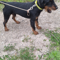 Jagd terrier