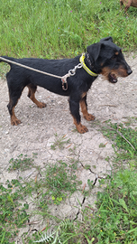 Jagd terrier