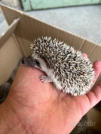 Cuccioli di mini riccio africano con gabbie nuove