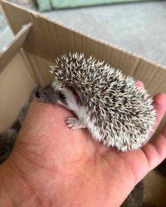 Cuccioli di mini riccio africano con gabbie nuove