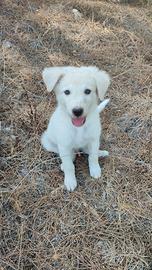 Cuccioli di maremmano