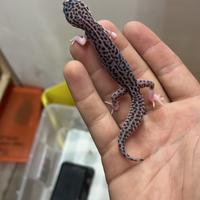 Geco leopardino