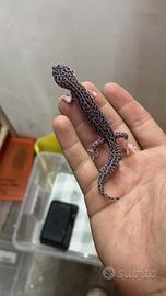 Geco leopardino