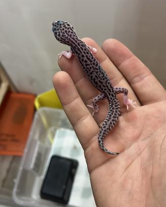 Geco leopardino