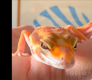 Geco leopardino red diamond 7 mesi