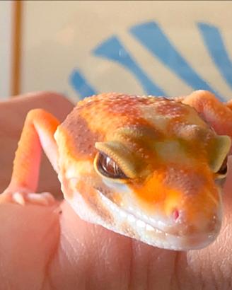 Geco leopardino red diamond 7 mesi